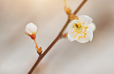 Spring flower on tree