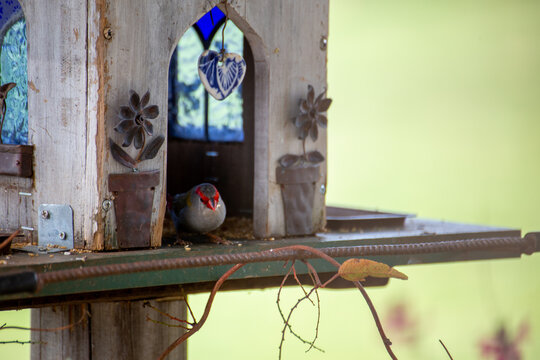 Wild Australian Finche Wren with Homemade Birdhouse