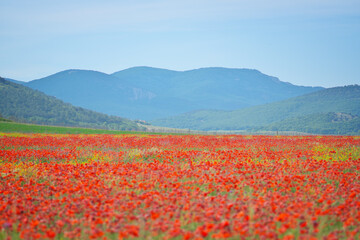 Poppy flower meadow at day in mountain