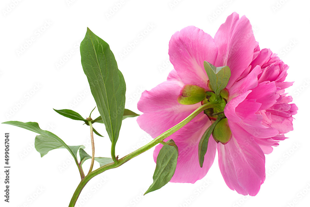 Sticker Pink peony flower on white