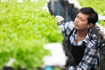 senior farmer checking and controlling organic vegetables garden in hydroponic farm