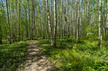 Path in the spring forest.