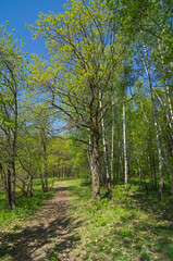 Fototapeta premium Path in the spring forest.