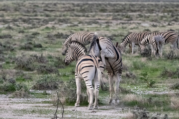Fototapeta na wymiar zebras running in the bush in Namibia 