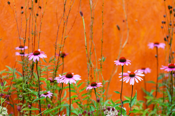 echinacea flowers in the garden
