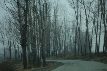 Obraz premium kashmir