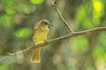 Streak-eared Bulbul