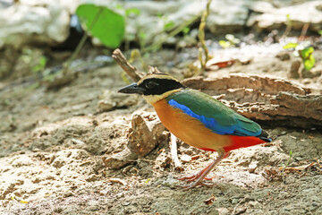 The Blue-winged Pitta on ground
