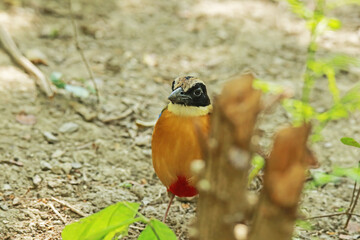 The Blue-winged Pitta on ground