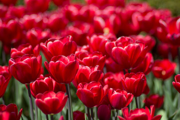 red tulips in the garden
