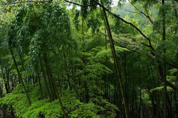 forest in the morning