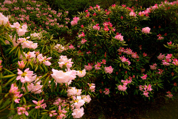 pink and white flowers