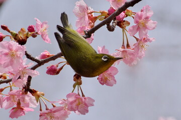 河津サクラにメジロ