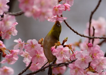 河津サクラにメジロ