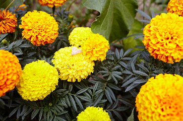 Tagetes patula french marigold yellow orange flower. Close up beautiful Marigold flower & leaf (Tagetes erecta, Mexican, Aztec or French marigold) in garden. Selective focus