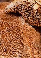 macro shot of nature background of dried fungus or forest mushroom texture

