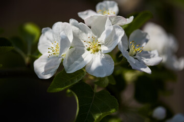 large white flowers of an apple tree with green leaves close-up on a blurred background. blooming spring garden, selective focus