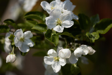 large white flowers of an apple tree with green leaves close-up on a blurred background. blooming spring garden, selective focus