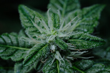 Macro view of blooming cannabis plant with trichomes and stigmas close-up, growing concept. Hemp cone. Marijuana leaves, harvest time, grow ripe.
