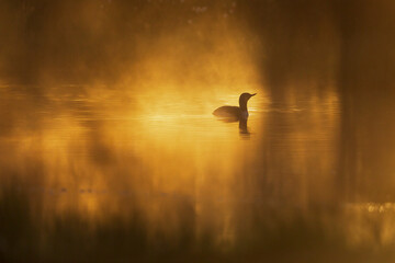 Sunrise at a pond with a Loon