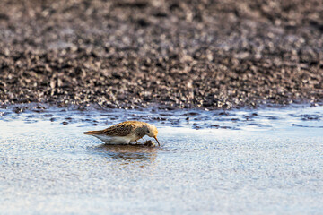 Pectoral sandpiper in the water at low tide