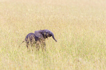 Playful Elephant calf in the the grass on the savanna