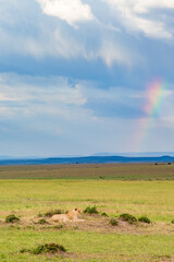 Fototapeta na wymiar Lion on the savannah with a rainbow in the sky