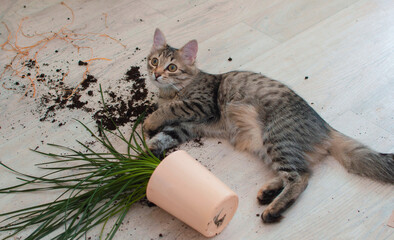 domestic cat dropped and broke a flower pot with indoor flowers and looks guilty. The concept of...