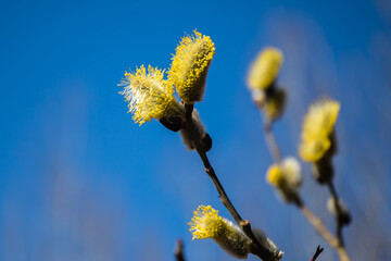 A flowering willow branch on a blue sky background