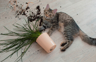 domestic cat dropped and broke a flower pot with indoor flowers and looks guilty. The concept of...