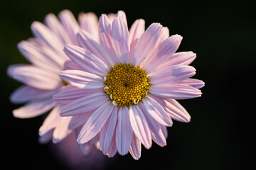 Obraz premium floral background with place for text. beautiful chamomile flower on a dark background close-up. summer mood in the setting sun