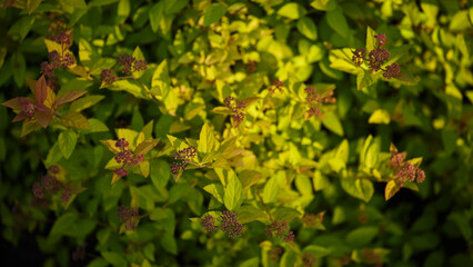 panoramic colorful nature background. bright green and light green foliage of a flowering plant with selective focus. spirea bush in the summer garden, above view