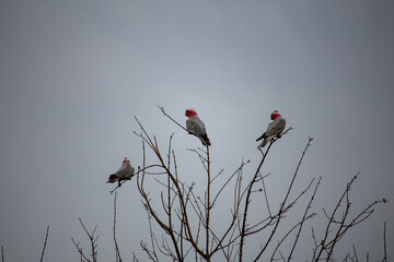 Three Australian Galahs on Top of Leafless Tree Isolated Grey Sky