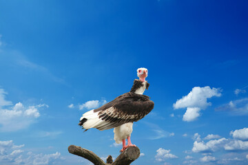 beautiful woolly vulture