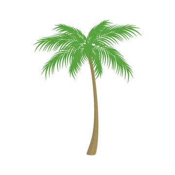 Vector illustration of palm tree isolated on background.