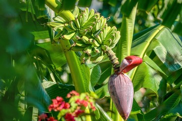 A ripening bunch of plantains, also known as cooking bananas, and the large flower growing at the end of the spike. The fruit is low in sugar and high in starch and is usually cooked like a vegetable
