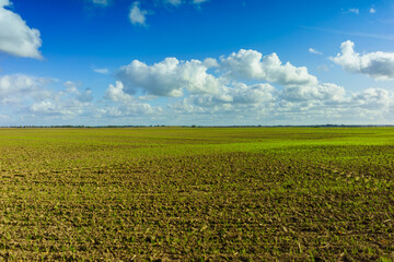 Green Agricultural Farm Field with Blue Sky and White Clouds in the Background, Grassland, Country Meadow Landscape, .World Environment Day Concept, Natural Background, Backdrop