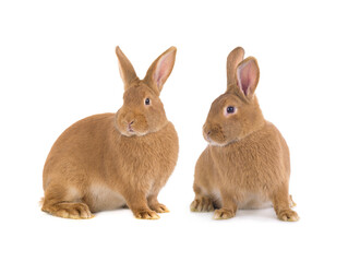  two brown rabbit isolated on white background