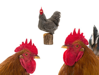 roosters isolated on a white background