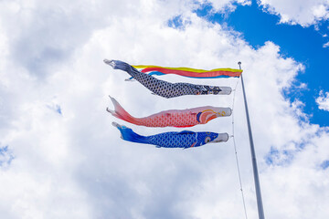 Fototapeta premium 青空の鯉のぼり 空に泳ぐ鯉のぼり 鯉のぼり