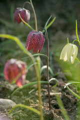 Group of chess flowers (Fritillaria meleagris).