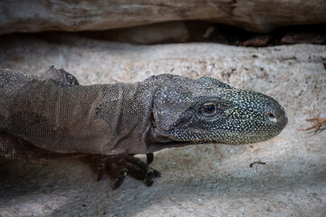 close up of an iguana in a wildlife park