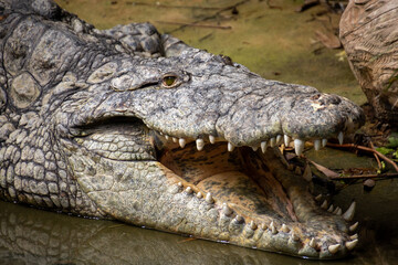 crocodile in the zoo