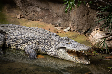 crocodile in the zoo