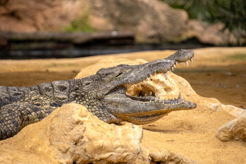 crocodile in the zoo