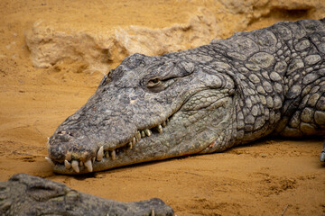Obraz premium crocodile in the zoo
