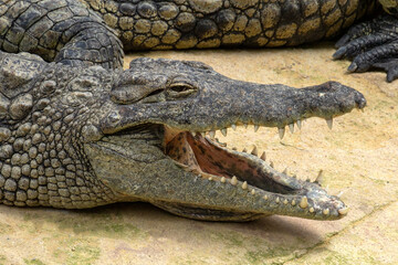 crocodile in the zoo