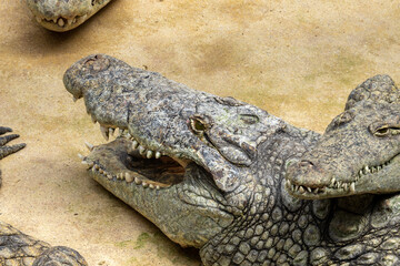 crocodile in the zoo