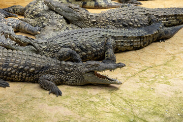 crocodile in the zoo
