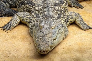 Obraz premium crocodile in the zoo